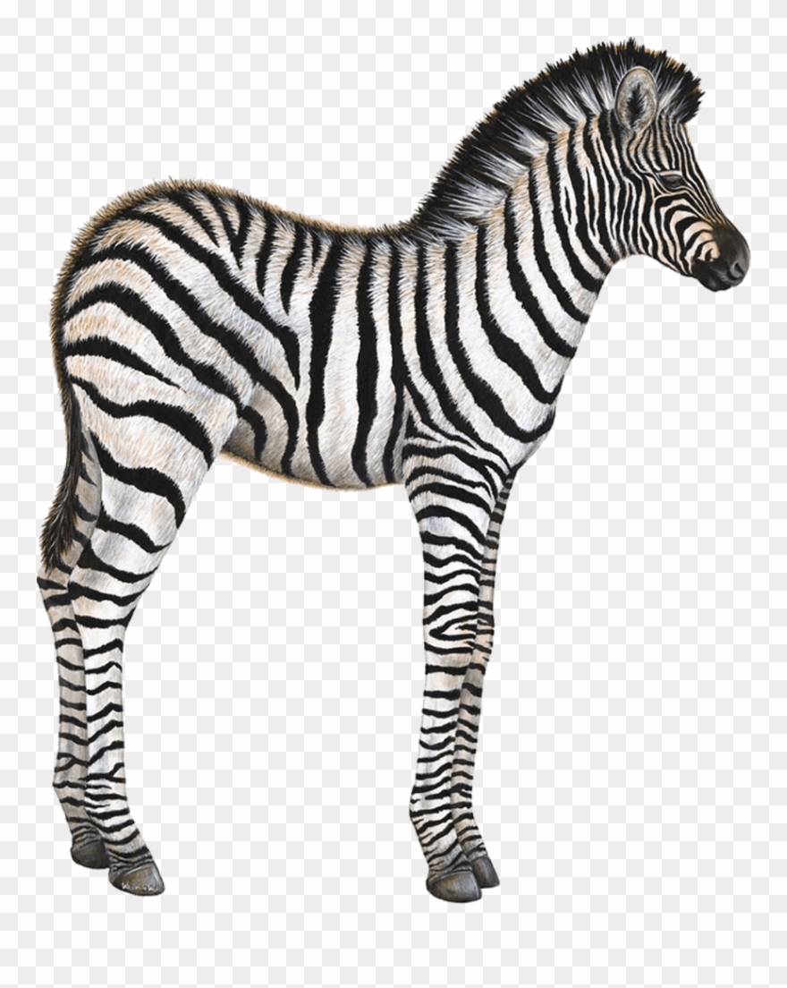 Zebra Baby Wall Sticker - Zebra Gifs Animated Transparent Clipart