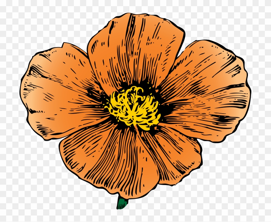 Clipart Of California, Ca And Poppy Free - Hawaiian Hibiscus - Png Download