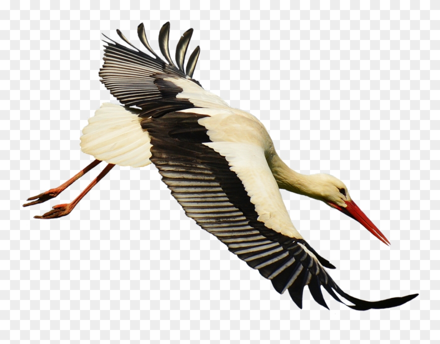 Crane Clipart Stork Bird - Stork Transparent - Png Download