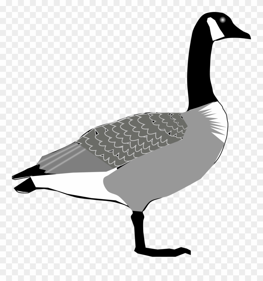 Big Image - Canada Goose Clipart