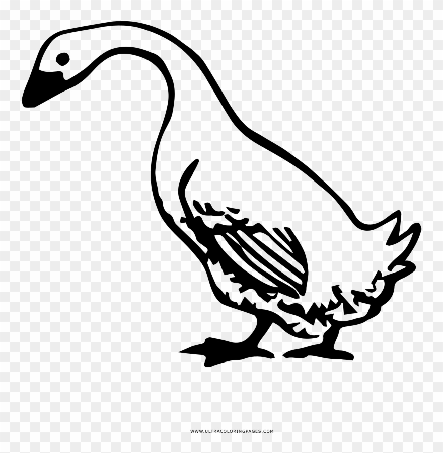 Goose Coloring Page - Illustration Clipart