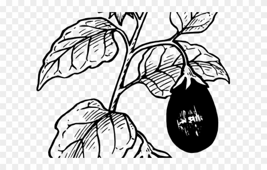 Original - Brinjal Plant Black And White Clipart - Png Download