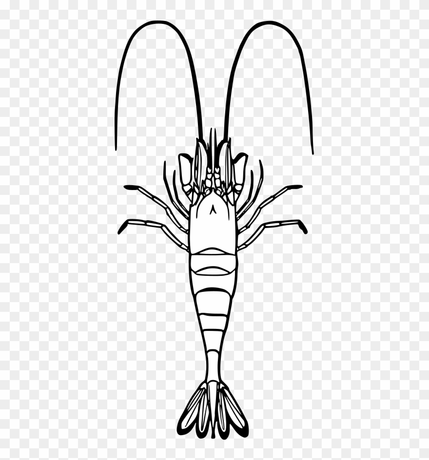 Fmib 52664 Crangon Vulgaris - Krewetka Kolorowanka Clipart