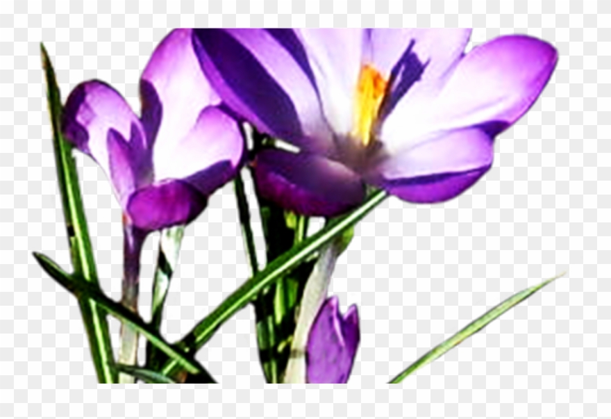 Spring Clipart Spring Flower Pictures & Spring Flower - Spring Flowers Png With Transparency Transparent Png