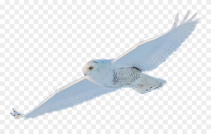 Snowy Owl Clipart