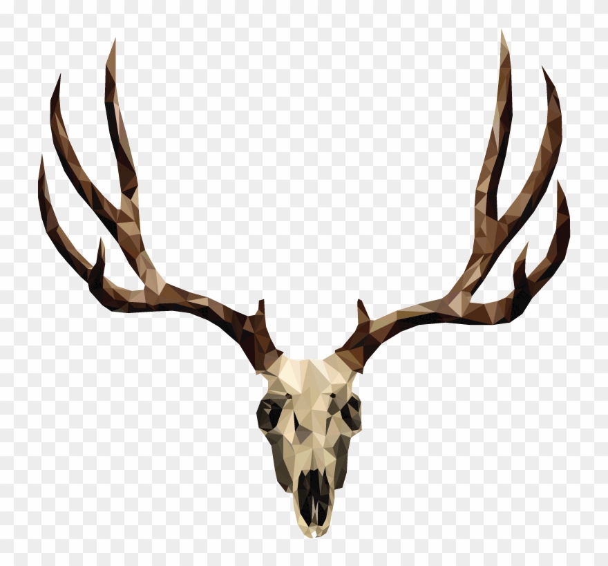 Mule Deer Skull Drawing Clipart