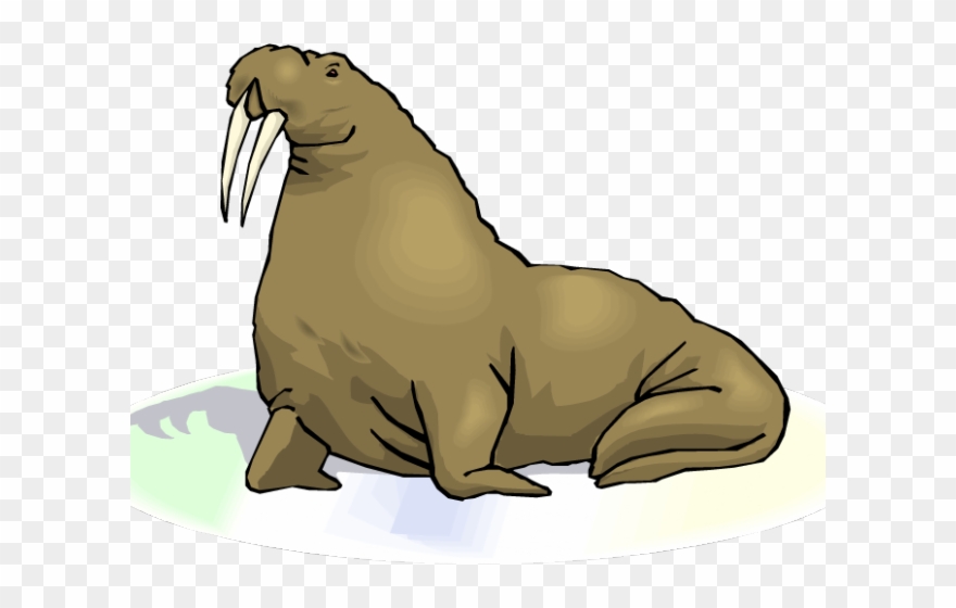 Sea Lion Clipart Transparent - Walrus With Transparent Background - Png Download