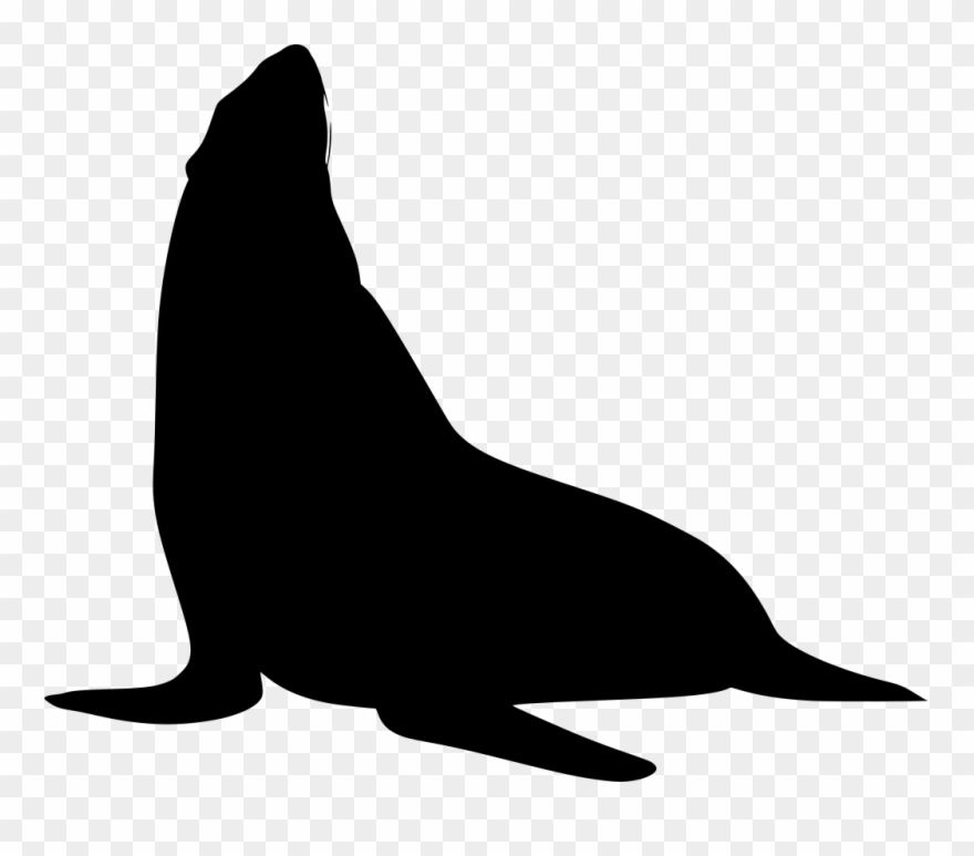 Download Png - California Sea Lion Clipart
