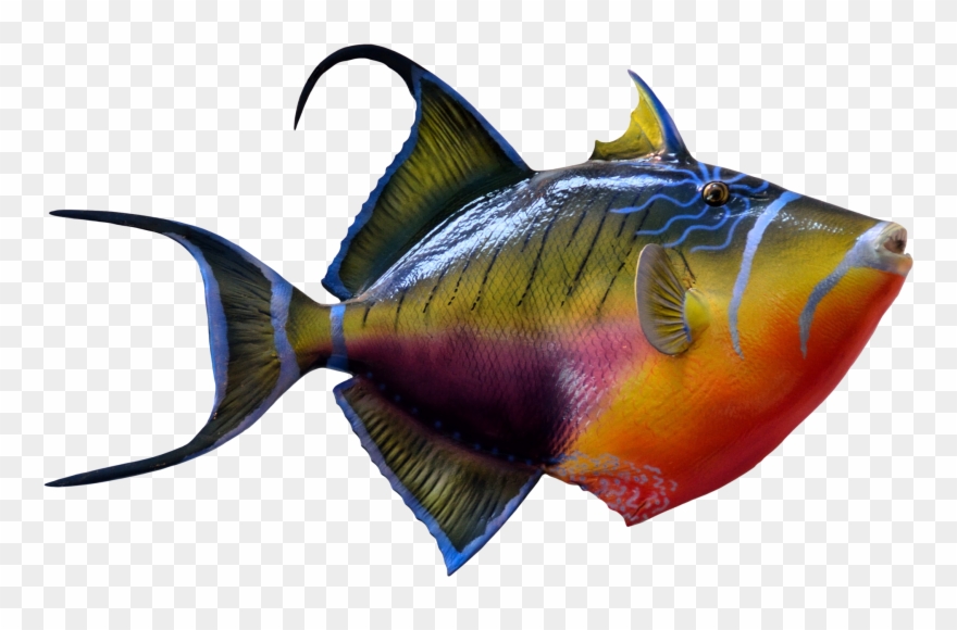 Colorful Fish - Ornamental Fish Png Clipart