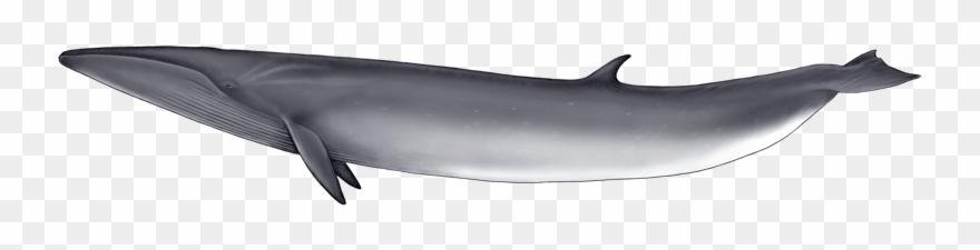 Whale Png - Common Bottlenose Dolphin Clipart