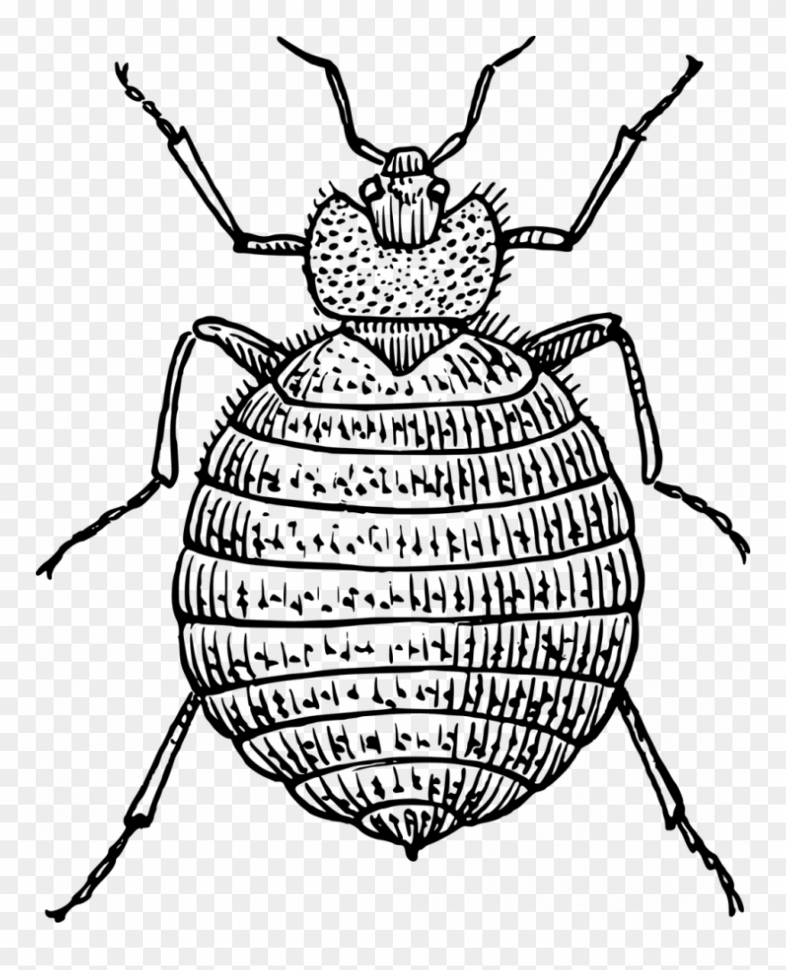 Drawn Bugs Bed Bug - Bed Bug Clipart - Png Download