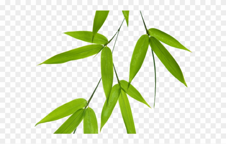 Green Leaves Clipart Bamboo Leave - Bamboo Leaf Vector Png Transparent Png