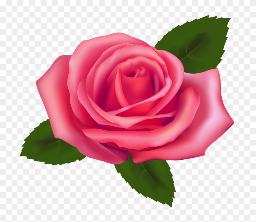 Download Pink Rose Clip Art - Pink Rose Clipart Png Transparent Png