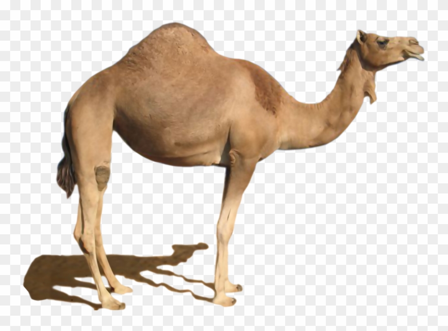 Camel Png Clipart