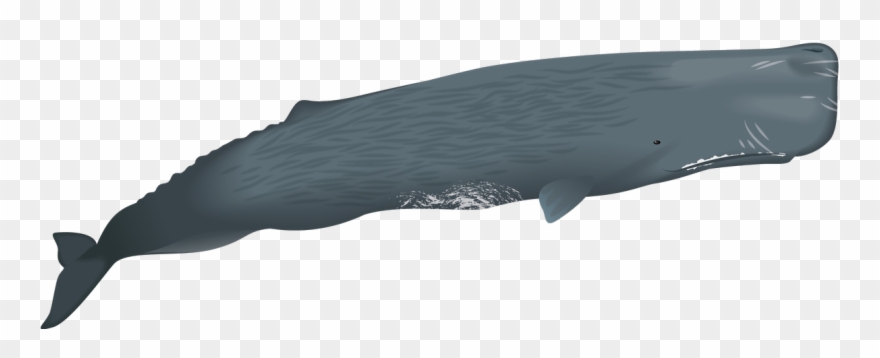 1200 X 482 1 - Blue Whale Clipart