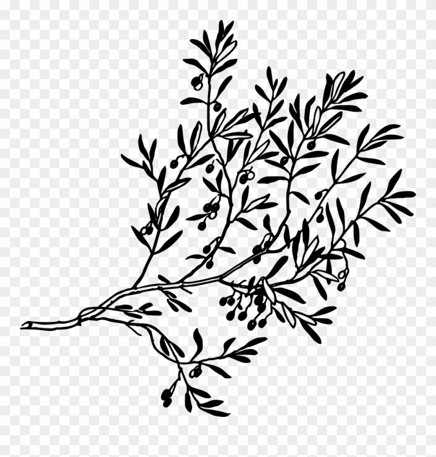 Download Png - Olive Branch Png Clipart