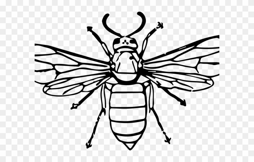 Hornet Clipart Drawn - Drawing Of A Wasp - Png Download