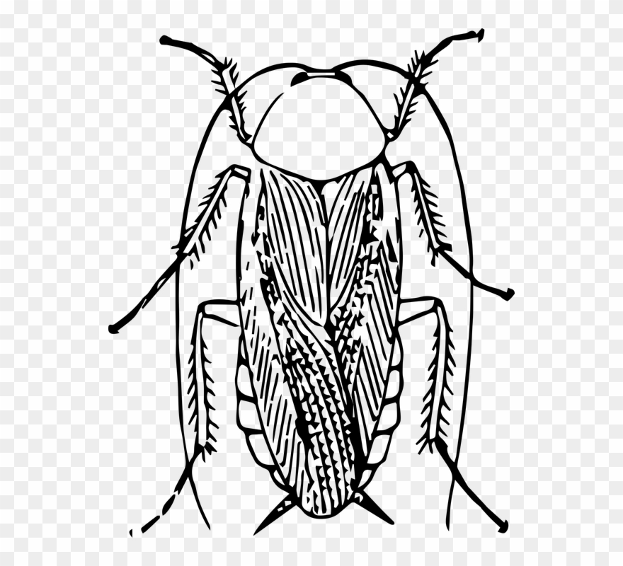 Cockroach Black And White Clipart
