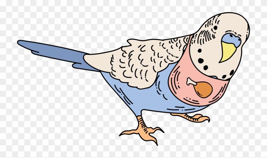 What Do I Feed My Parrot Clipart