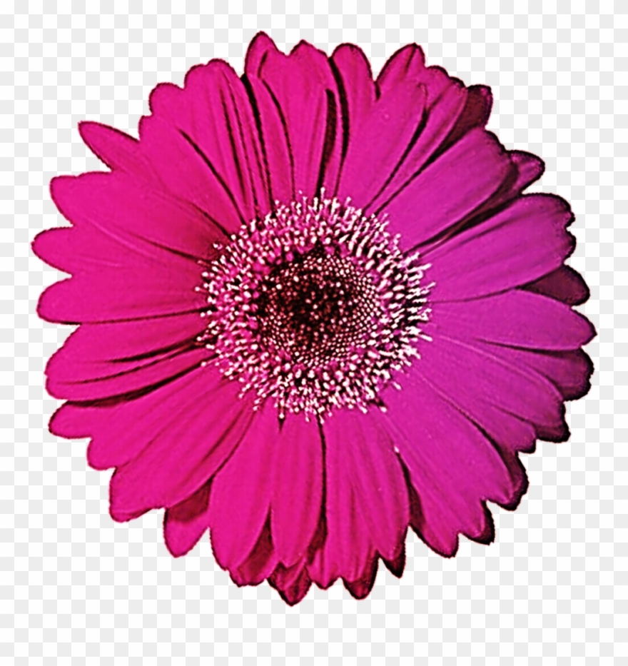 Gerbera Clipart Black And White - Pink Gerbera Daisy Png Transparent Png