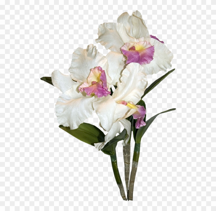 Armazém Das Flores - Orchids Clipart