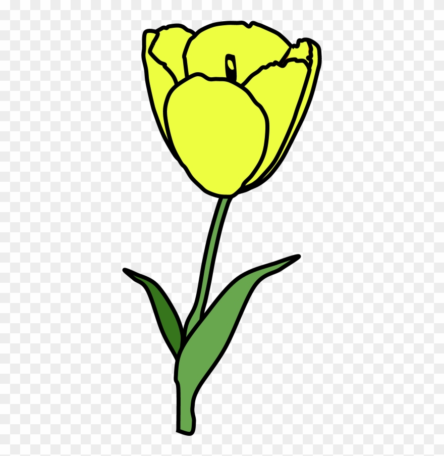Tulip, Petals, Stamen, Yellow, Png Clipart