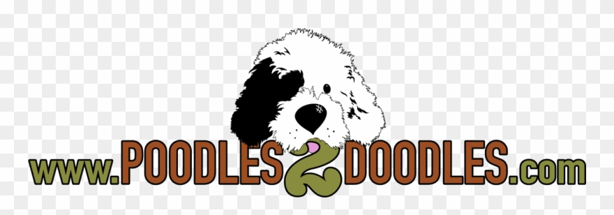 Poodles 2 Doodles, A Top Breeder Of Bernedoodle Puppies - Old English Sheepdog Clipart