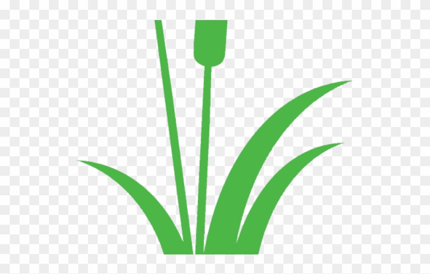 Single Clipart Cattail - Png Download
