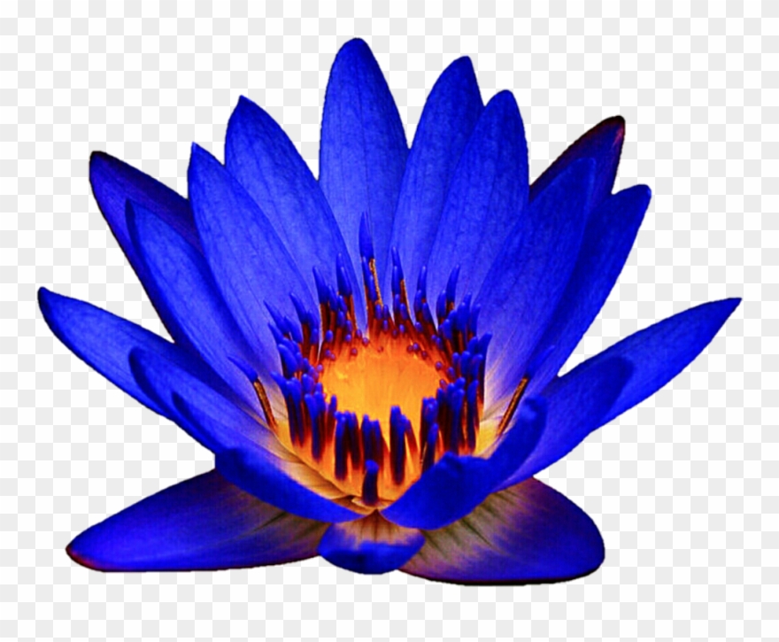 Ocean Blue Waterlily By Jeanicebartzen27 Ocean Blue - Water Lilies Clipart