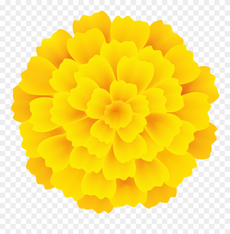 Nora Rios On Pinterest - Tagetes Patula Clipart