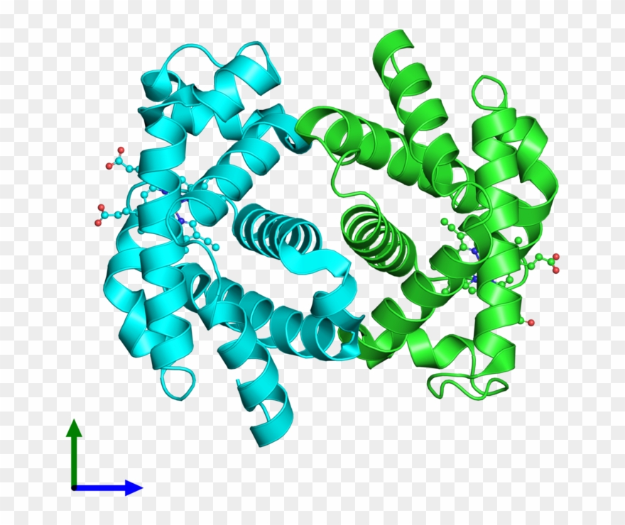 Ribbon Structure Of 2hbd Clipart