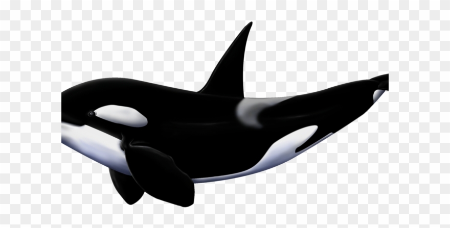 Orca Clipart White Background - Orcas Png Transparent Png
