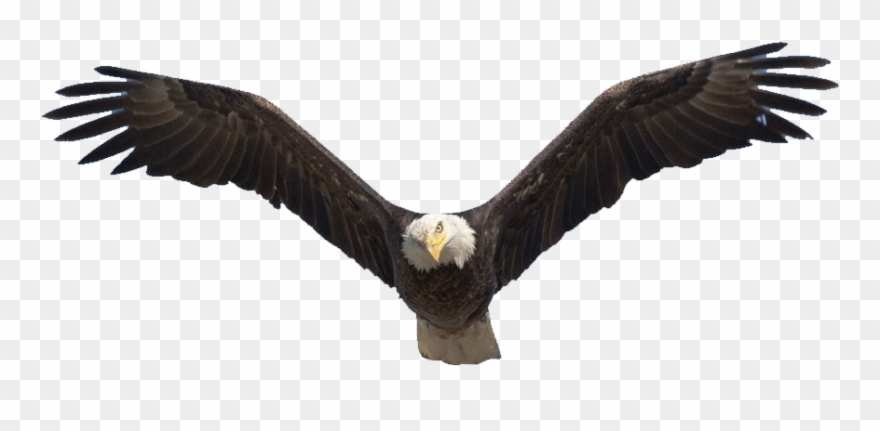 1200 X 735 25 - Soaring Eagle Png Clipart