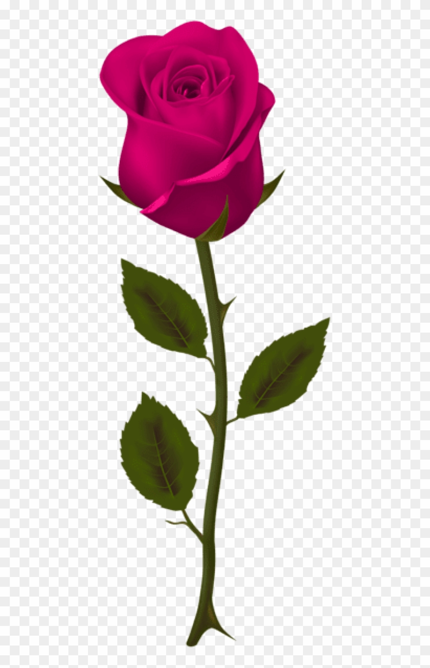 Free Png Download Pink Rose Png Images Background Png - Dark Red Rose Clip Art Transparent Png