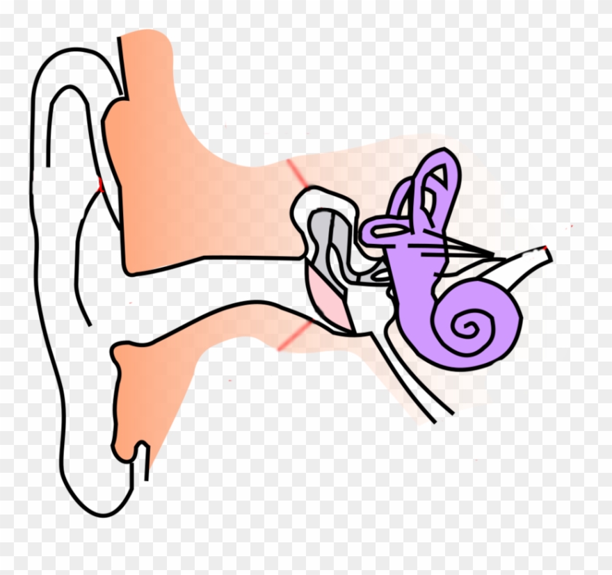 Location - Diagram Of Ear For Class 8 Clipart