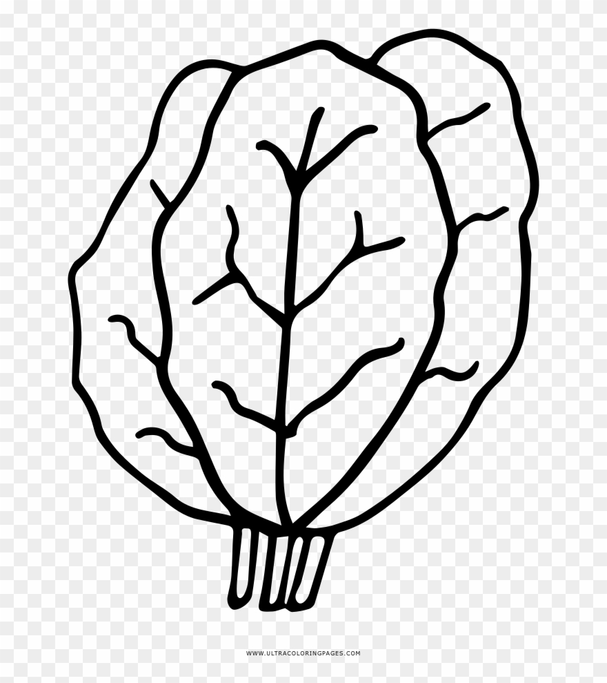Kale Coloring Page - Drawing Clipart