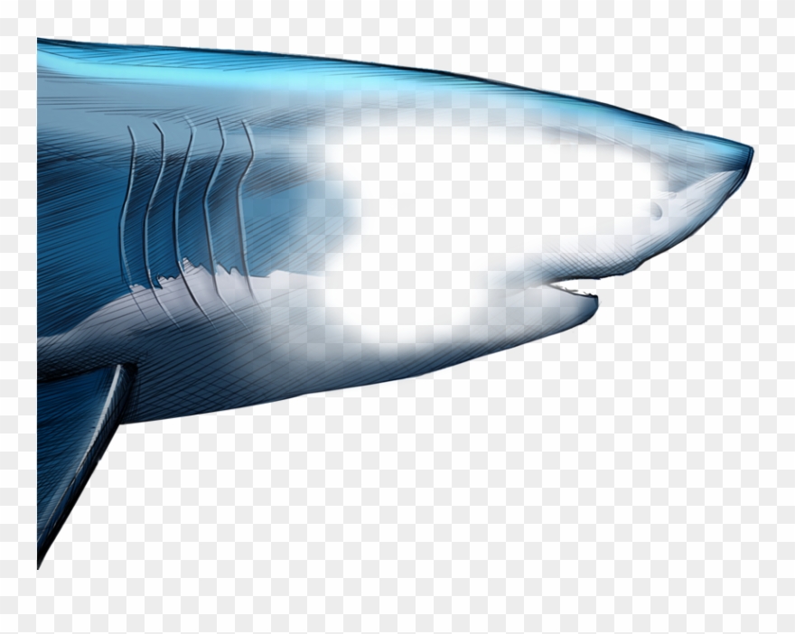 Unlike Most Animals, A Shark's Upper Jaw Is Not Firmly - Great White Shark Clipart
