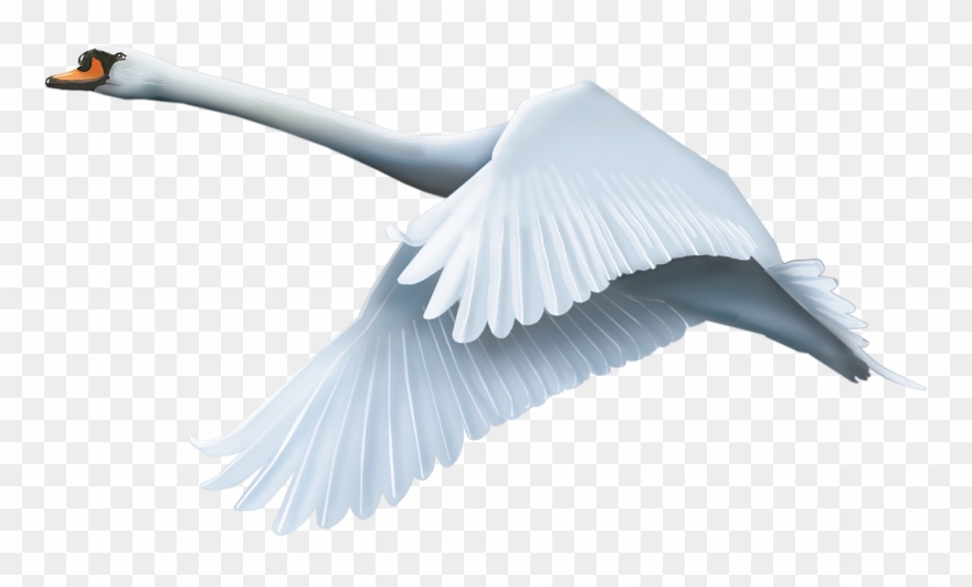 0 13feef 9e9b0e2b Orig - Swan Png Clipart
