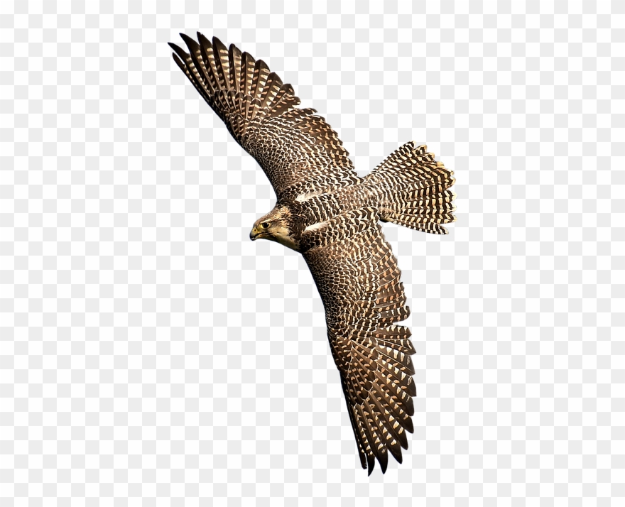 New Zealand Falcon Transparent Clipart