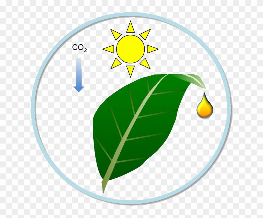 Improvement Of Bioenergy Production - Circle Clipart