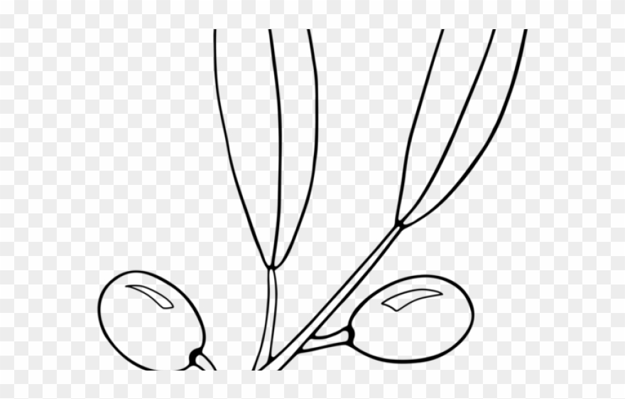 Olive Clipart Black And White - Line Art - Png Download