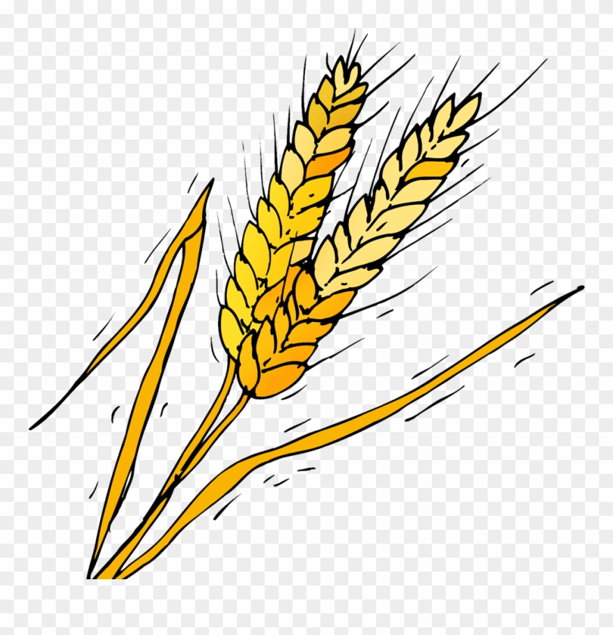 Barley - Phragmites Clipart