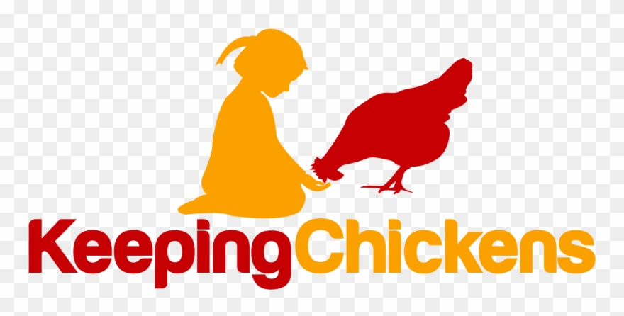 Raising And Keeping Chickens - Illustration Clipart