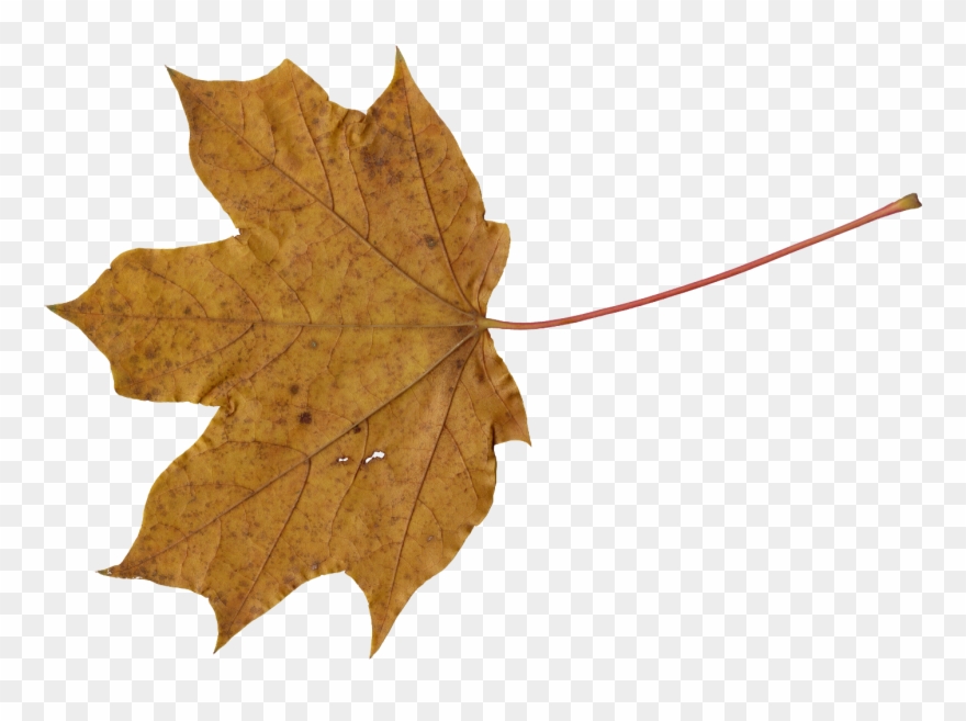 Free Download - Transparent Brown Leaf Png Clipart