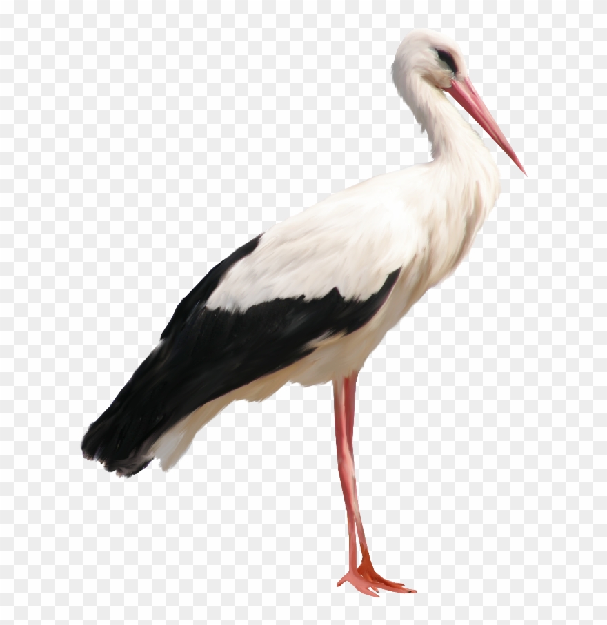 Stork Png Clipart