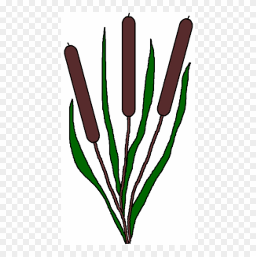 Pond Plants Clipart - Png Download