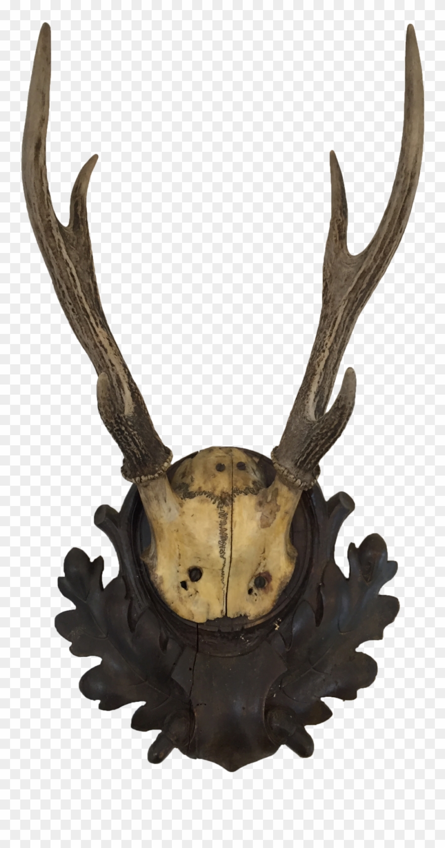 Black Forest Antler Mount Clipart