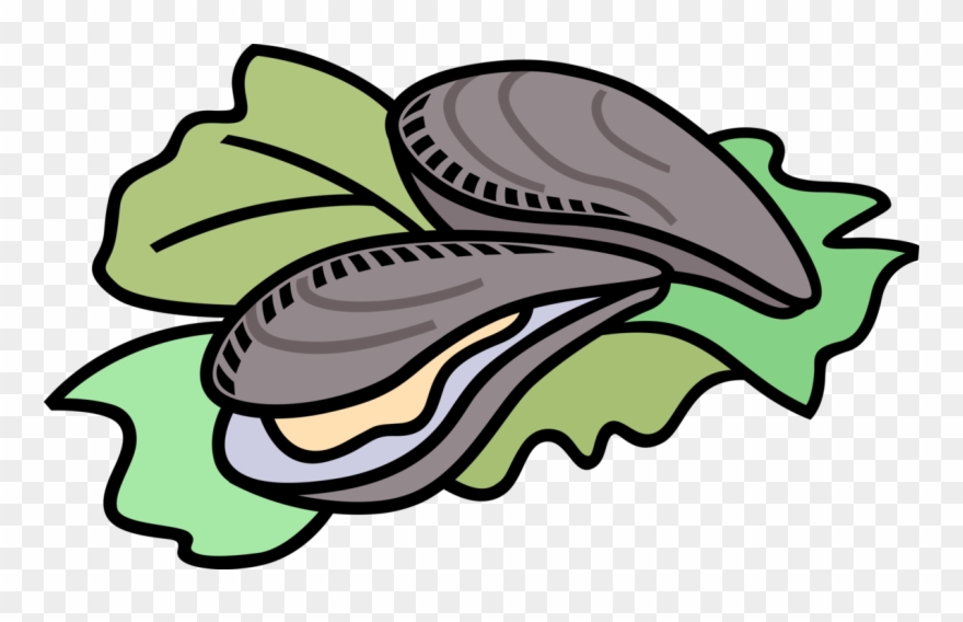 Vector Illustration Of Marine Bivalve Mollusk Shellfish - Oysters Clipart - Png Download