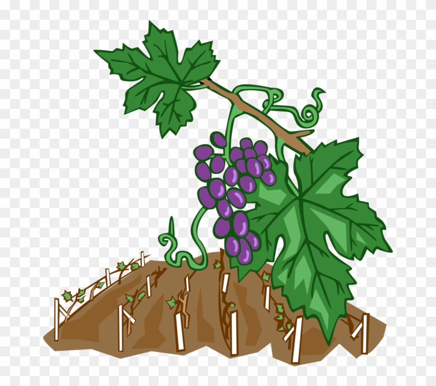 Vector Illustration Of Wine Grape Vines In Vineyard - Weinreben Clipart - Png Download