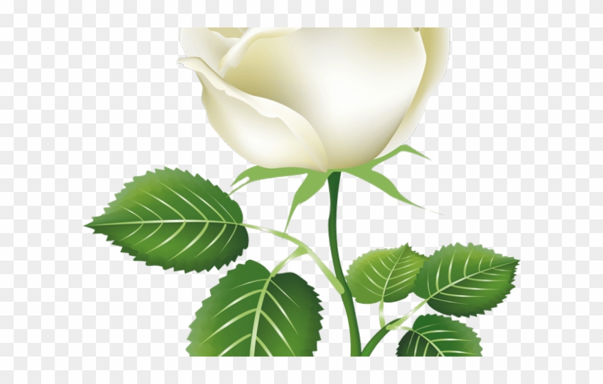 Bush Clipart White Rose - Transparent White Rose Rose Png